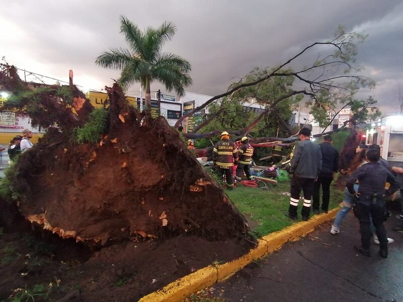 El año pasado en Guadalajara cayeron más de 900 árboles.