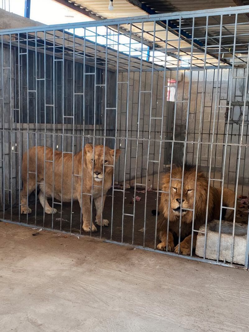 Leones son rescatados de vivienda en Puebla y llevados a zoológico