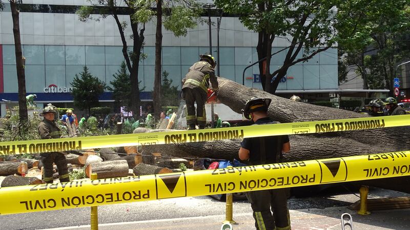 Caída de árbol en Insurgentes deja daños materiales y afectación vial