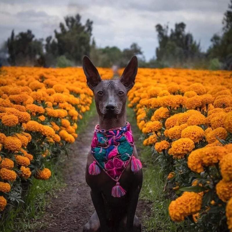 Xoloitzcuintle Xochimilco