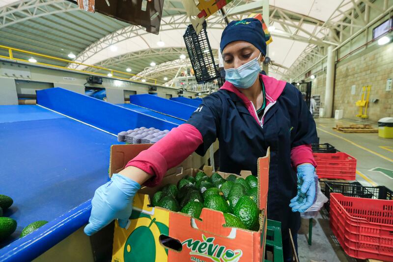 Varias zonas forestales del sur de Jalisco desaparecieron por la migración de los campesinos a la producción de aguacate.