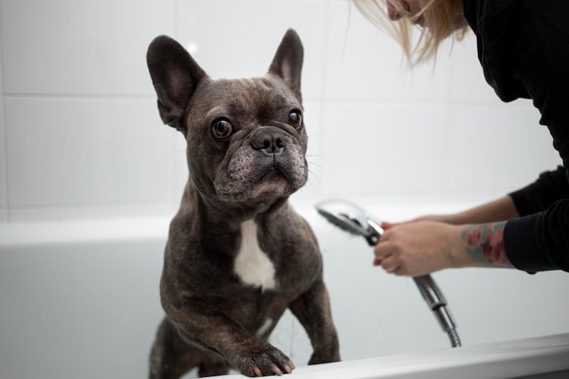 Cuidar el pelaje y la piel de tu mascota es vital para mantenerlo sano, conoce cómo puedes velar por su salud desde la limpieza