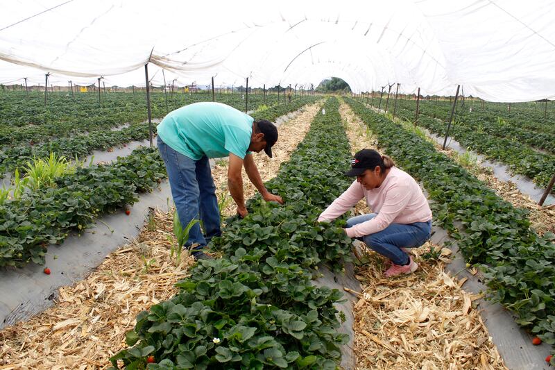 Michoacán 03/05/2023

Productores como Claudia y Abel se han beneficiado al implementar la agricultura regenerativa, con ella han podido incrementar sus ingresos y diversificar la cosecha.