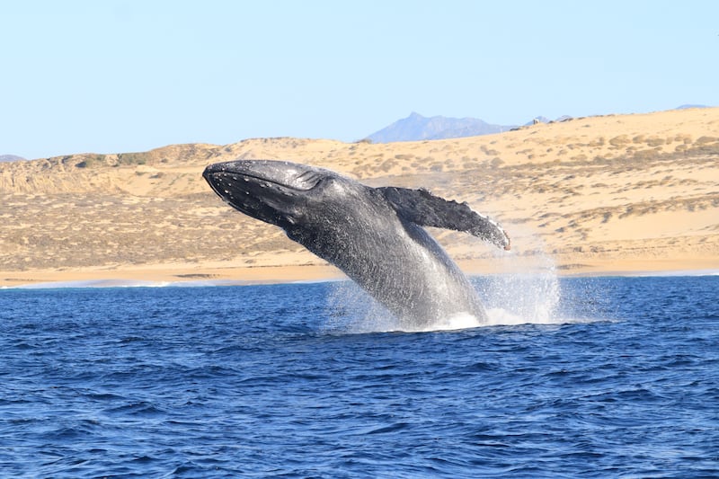 Descubre cuándo y dónde ver ballenas jorobadas en las costas mexicanas. Una guía completa sobre su migración, las mejores temporadas para apreciarlas