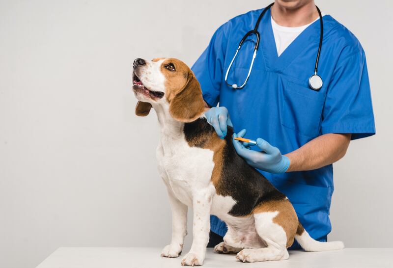 Vacunación a mascotas