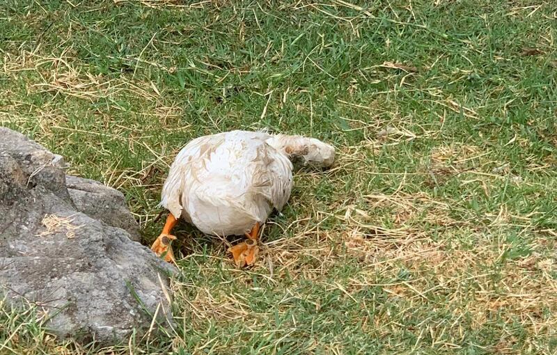 Los patos se encuentran sujetos a intenso estrés por la falta de alimentos.