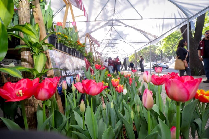 tulipanes en CDMX