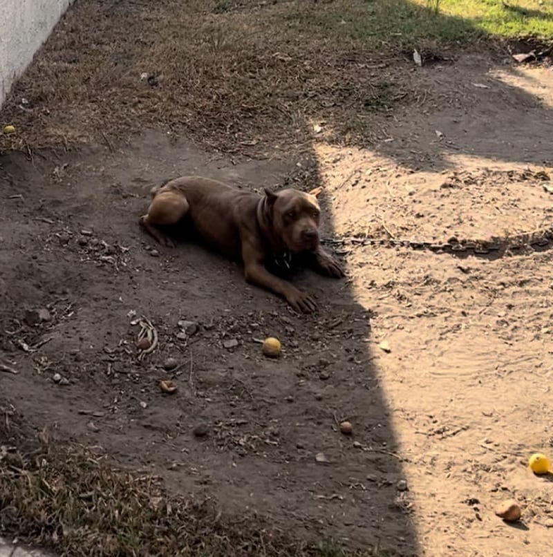 Maltrato animal: rescata a coyote, perros, conejos y gatos en Ixtapaluca