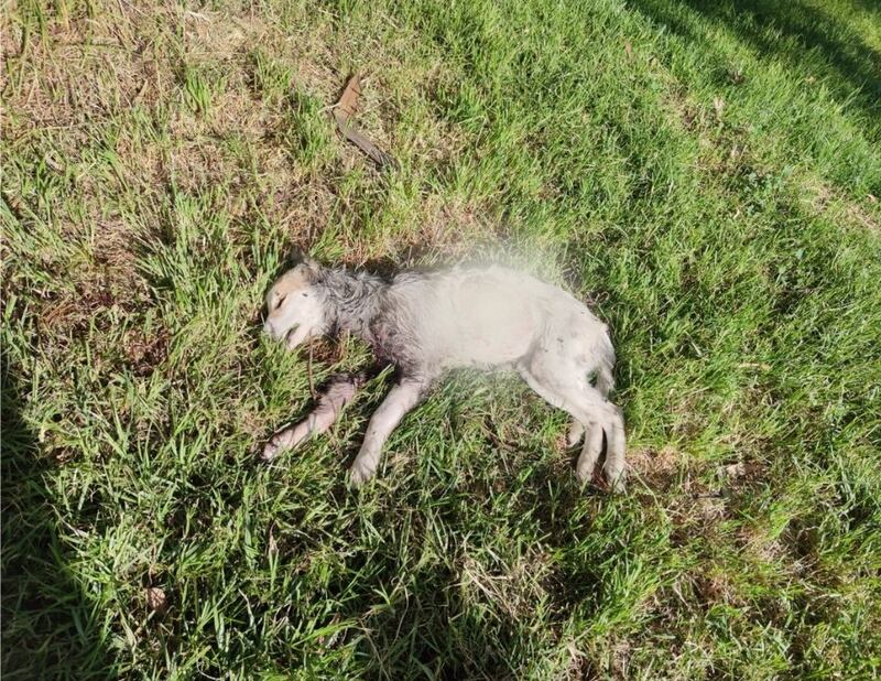 Los perros son despojados de sus órganos.