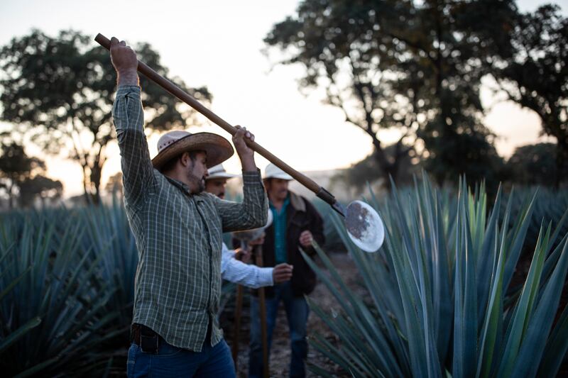 Tequila de tradición