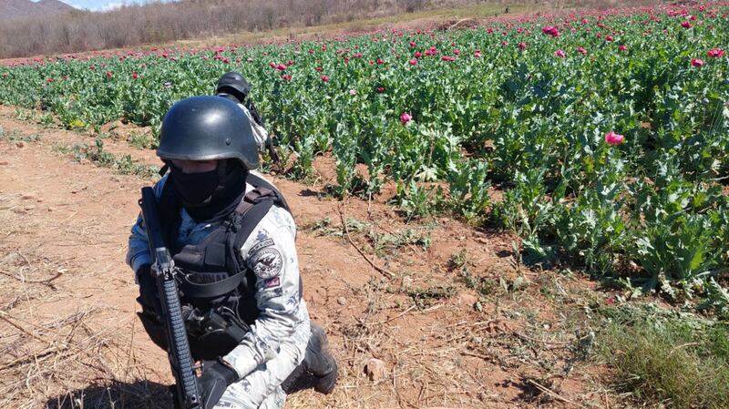 Amapola Sedena y Guardia Nacional destruyen sembradío 6.5 hectáreas