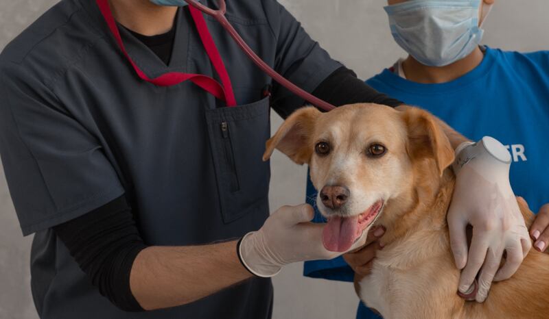 Imagen referencial de un médico veterinario