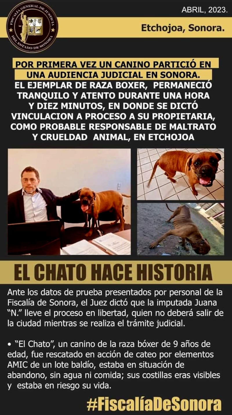 el_chato_perro_maltratado_2