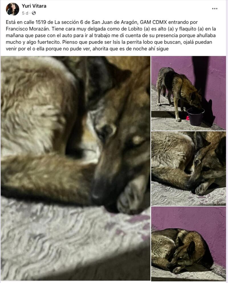 Escape de lobo en el Zoológico de Aragón moviliza a policías y vecinos