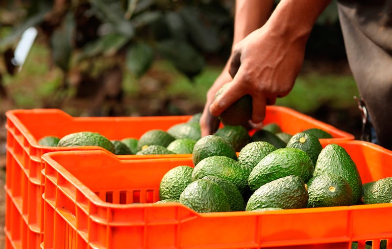 La producción de aguacate no sólo es de las que más agua consume, sino que se han devastado enormes zonas forestales para producir esta fruta.