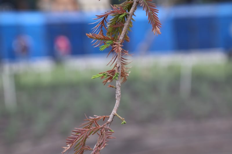 Reverdecimiento señalado por la Sedema.