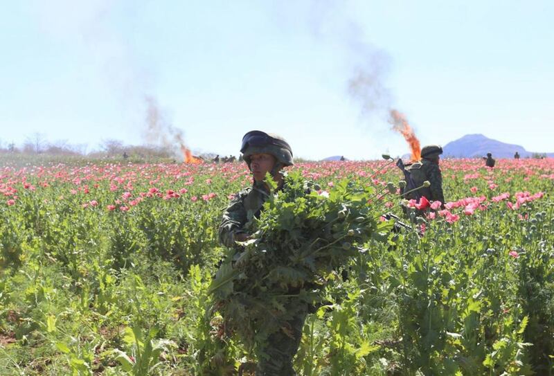 Amapola Sedena y Guardia Nacional destruyen sembradío 6.5 hectáreas