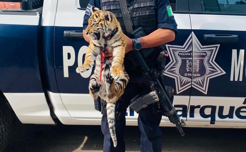 Tigre rescatado en El Marqués, Queretaro