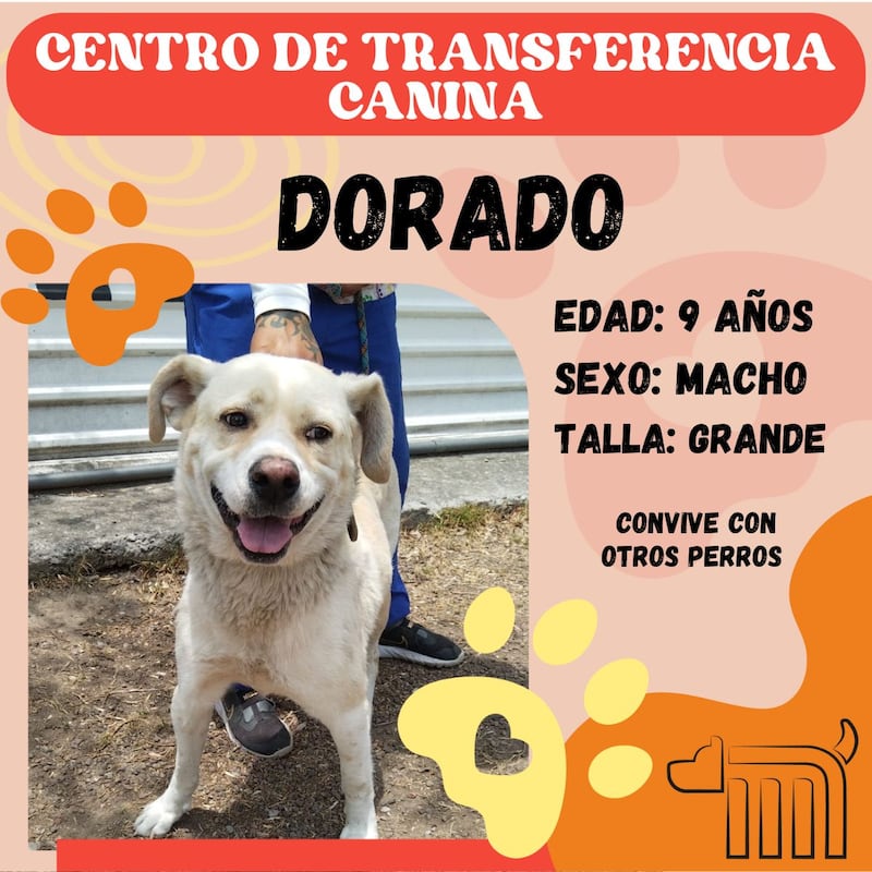 Dorado, perro en adopción