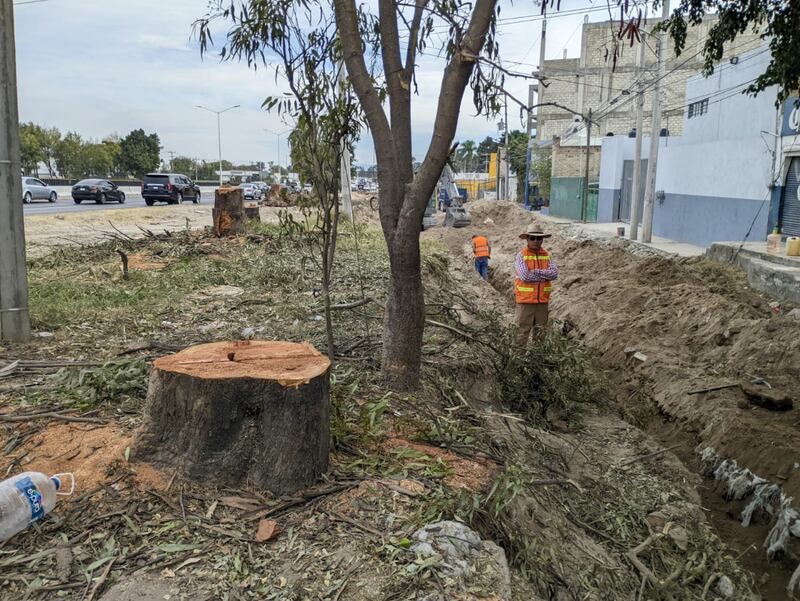 Los vecinos dicen desconocer los planes de manejo de arbolado para esta zona de la ciudad.