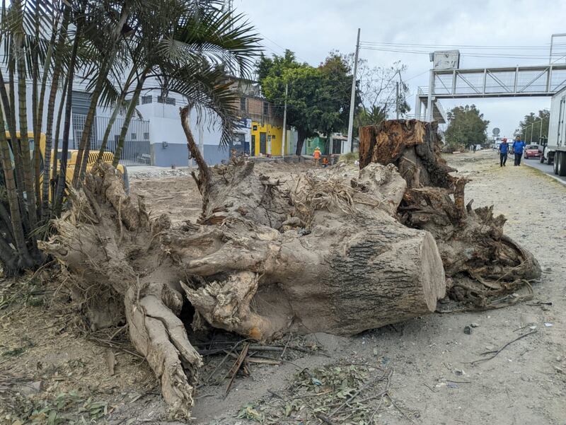 Los constructores sólo dejaron los tocones en el sitio.