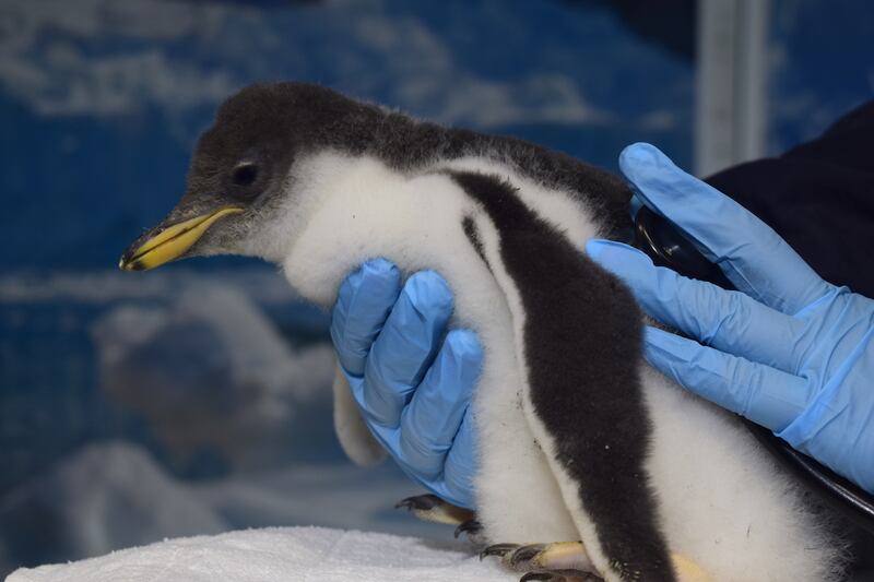 La familia del Acuario Inbursa sigue creciendo, ahora con el nacimiento, en noviembre pasado, de dos pingüinos más de la especie Gentoo.