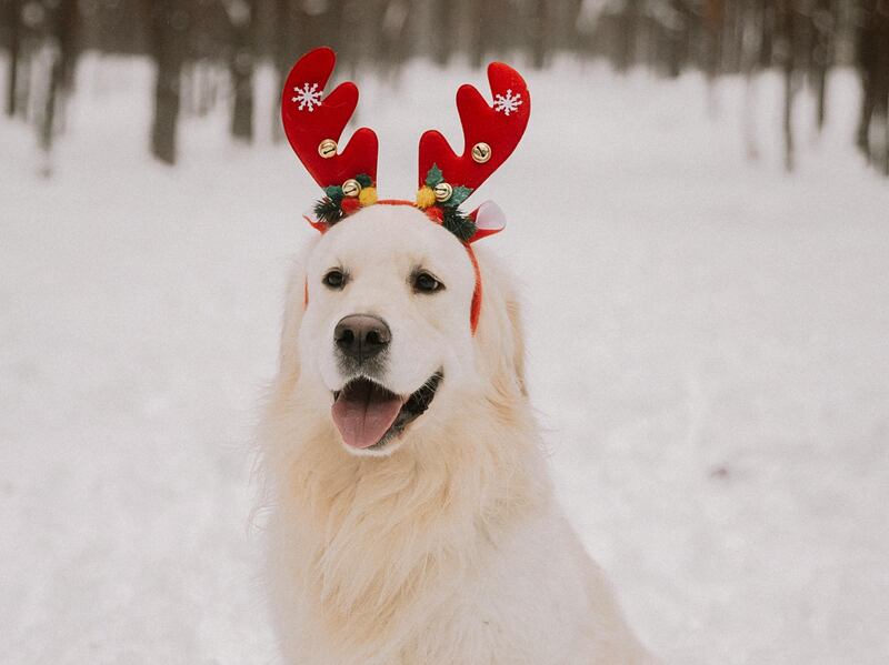 Mascota con accesorios navideños