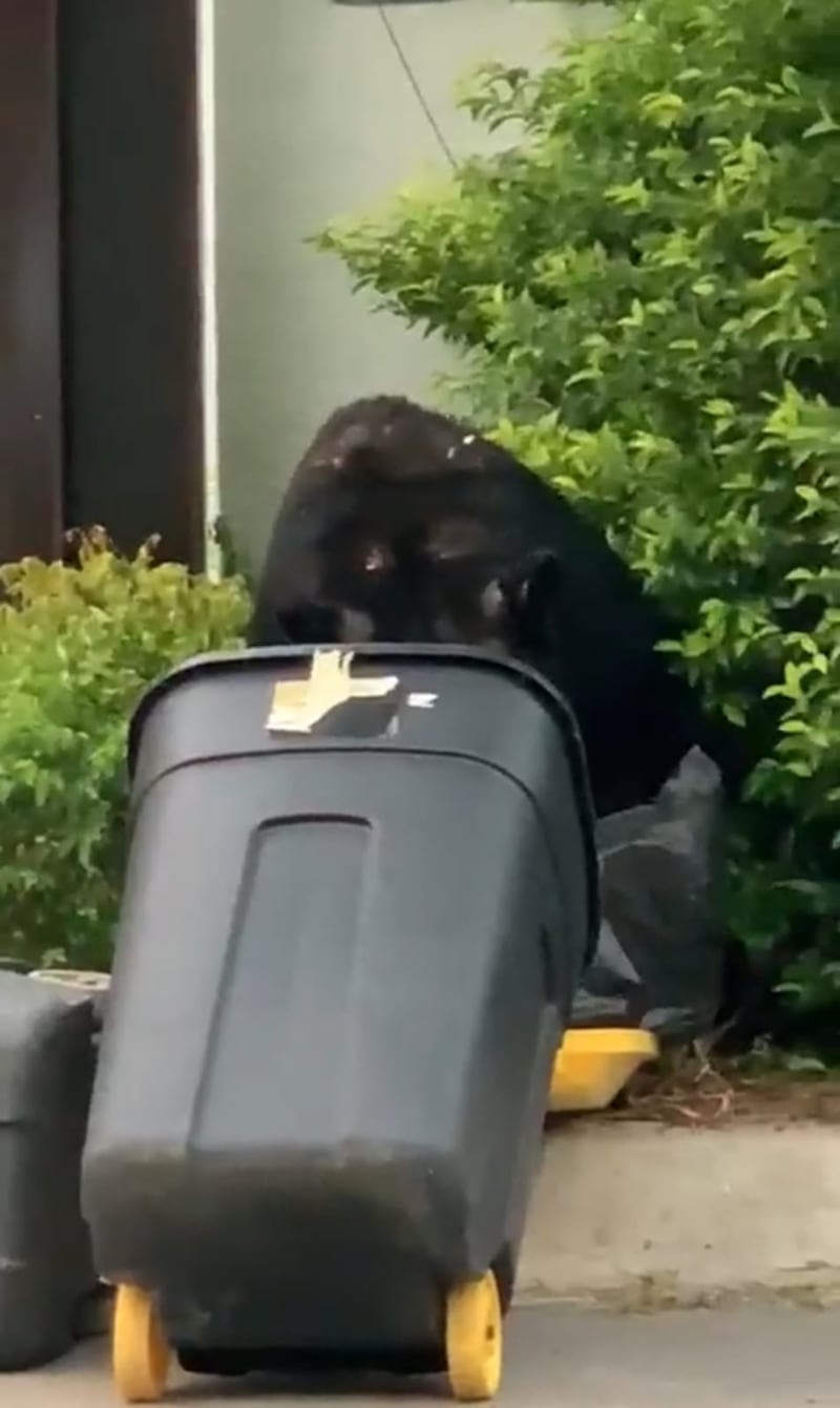 El oso ni cuenta se dio de que estaba siendo grabado.