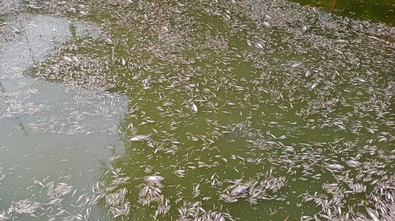 Debido a la mortandad, autoridades aplicarán un cerco sanitario para el consumo de pescado en la zona.