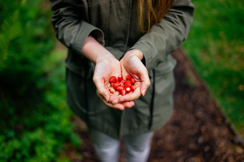 Aprende sobre las condiciones que necesita la planta de café para florecer, las medidas en sostenibilidad y la oferta de las comunidades mexicanas