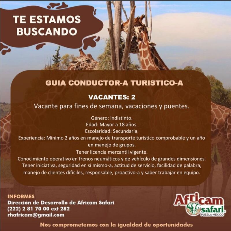 Vacantes en Africam Safari para trabajar junto a la jirafa Benito.