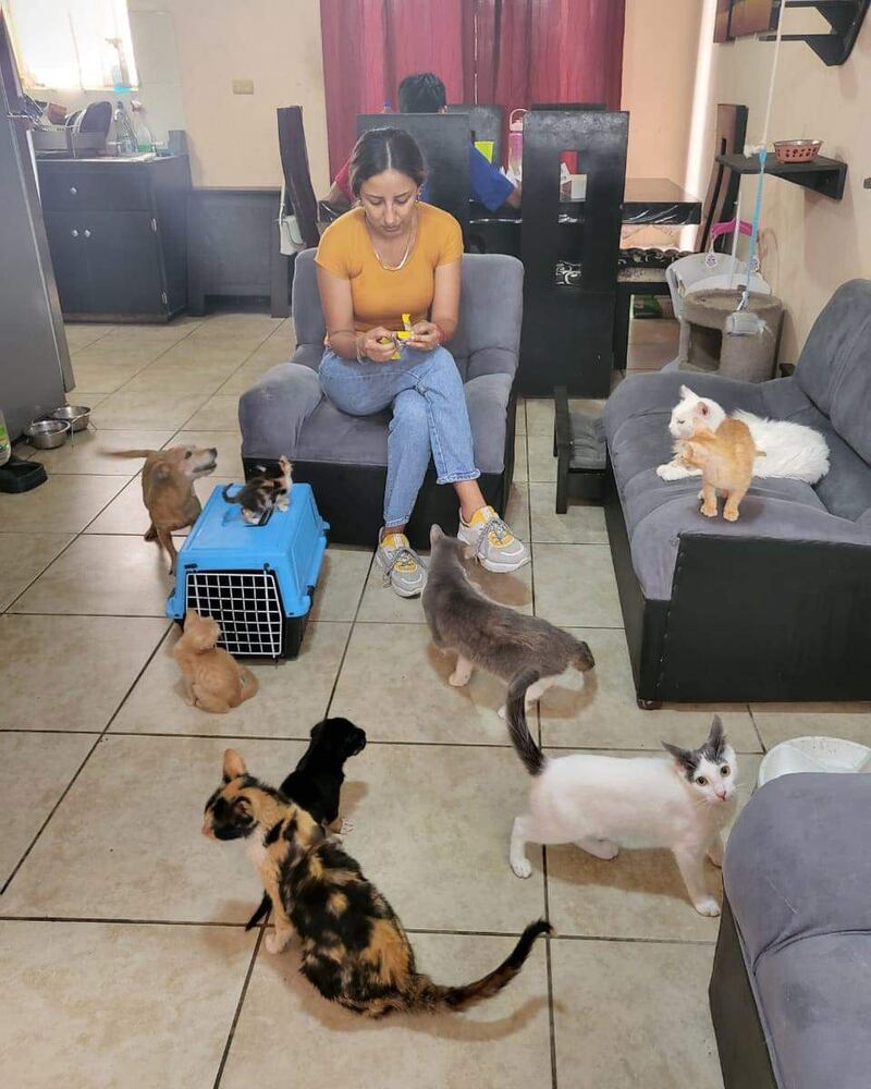 Actualmente en el refugio hay 32 perros y 17 gatos esperando ser adoptados.