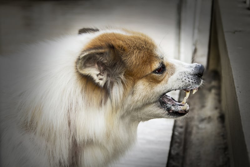 La vacunación tiene como finalidad prevenir algunas de las enfermedades infecciosas más graves o más contagiosas entre las que afectan a perros y gatos