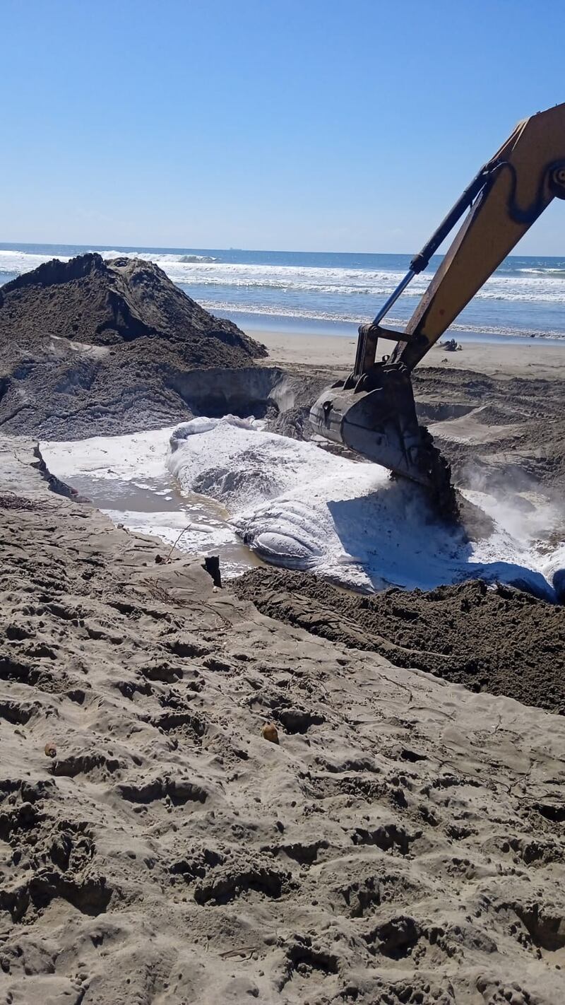 Polémico entierro de una ballena en las playas de Acapulco ¿era buena solución?