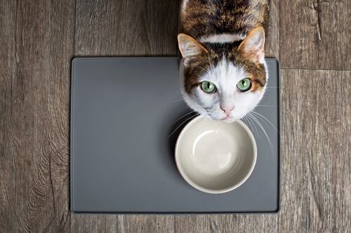 Nutrición felina: Todo lo que necesitas saber para alimentar saludablemente a tu gato