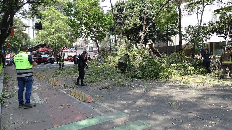 Caída de árbol en Insurgentes deja daños materiales y afectación vial