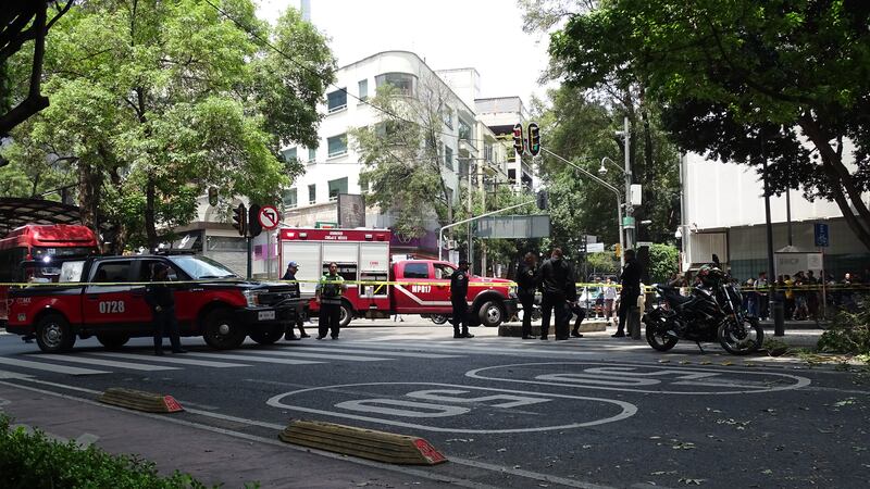 Caída de árbol en Insurgentes deja daños materiales y afectación vial