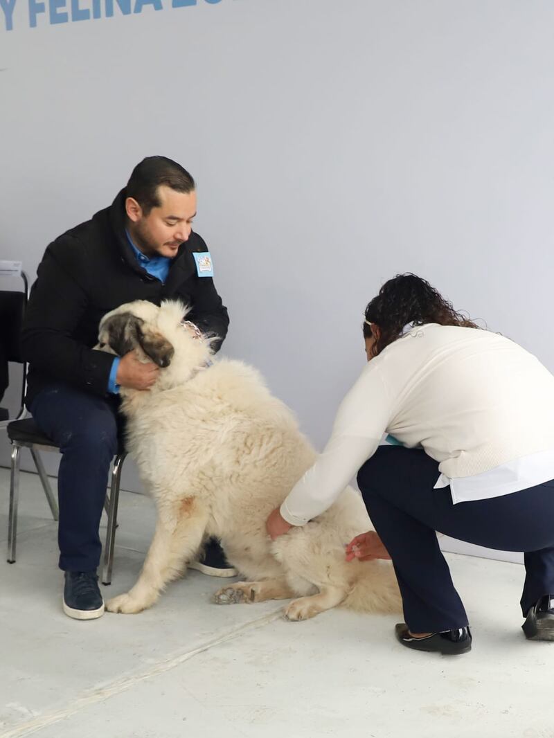 Se espera abarcar el 80% de la población canina y felina del estado.