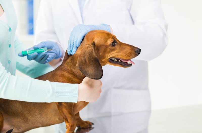 La vacunación tiene como finalidad prevenir algunas de las enfermedades infecciosas más graves o más contagiosas entre las que afectan a perros y gatos