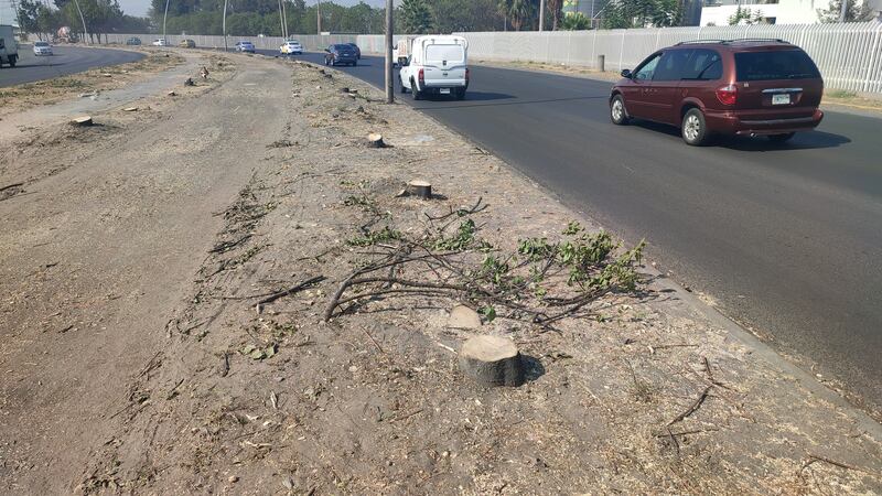 Los árboles tenían una madurez promedio de cinco años y ofrecían importantes servicios ambientales a la zona Valle de Tlajomulco.