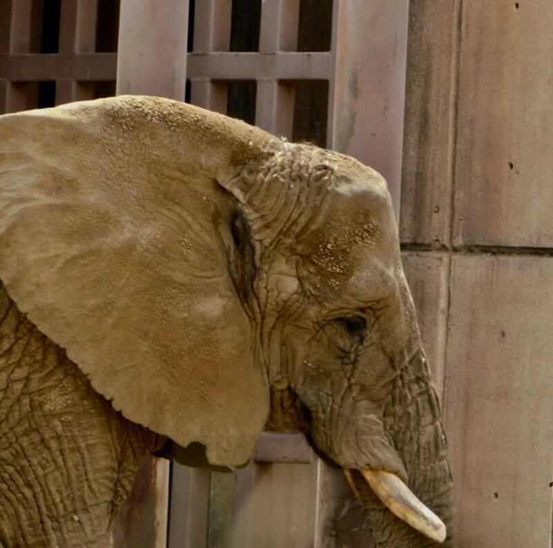 Elefanta Ely en el Zoológico de San Juan de Aragón. Foto: Abriendo Jaulas & Abriendo Mentes