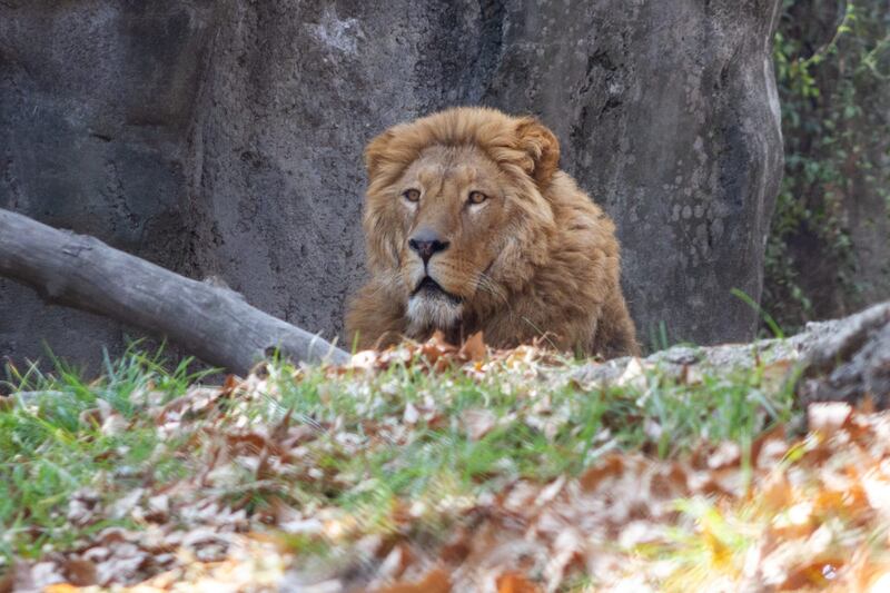 Zoológico de Chapultepec rehabilita a 7 leones que fueron rescatados en la Ajusco