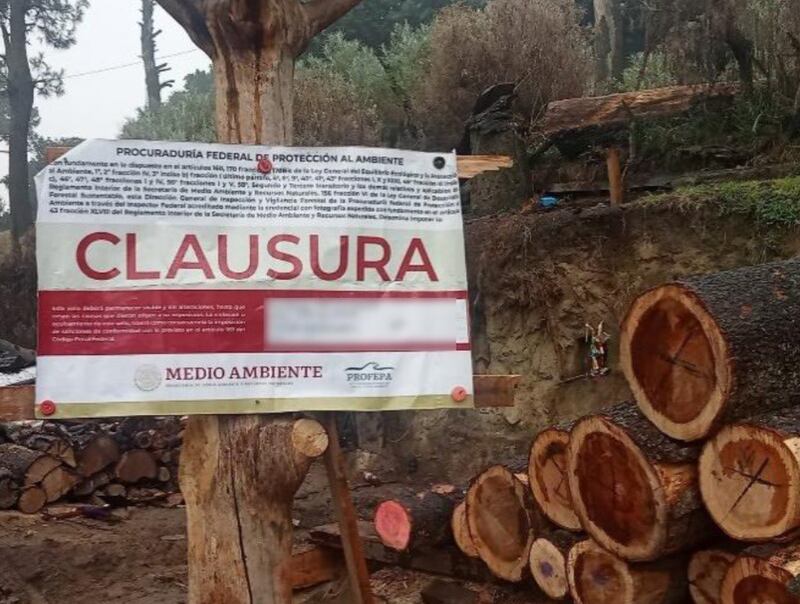 Aseguran dos aserraderos de tala ilegal en Tlalpan