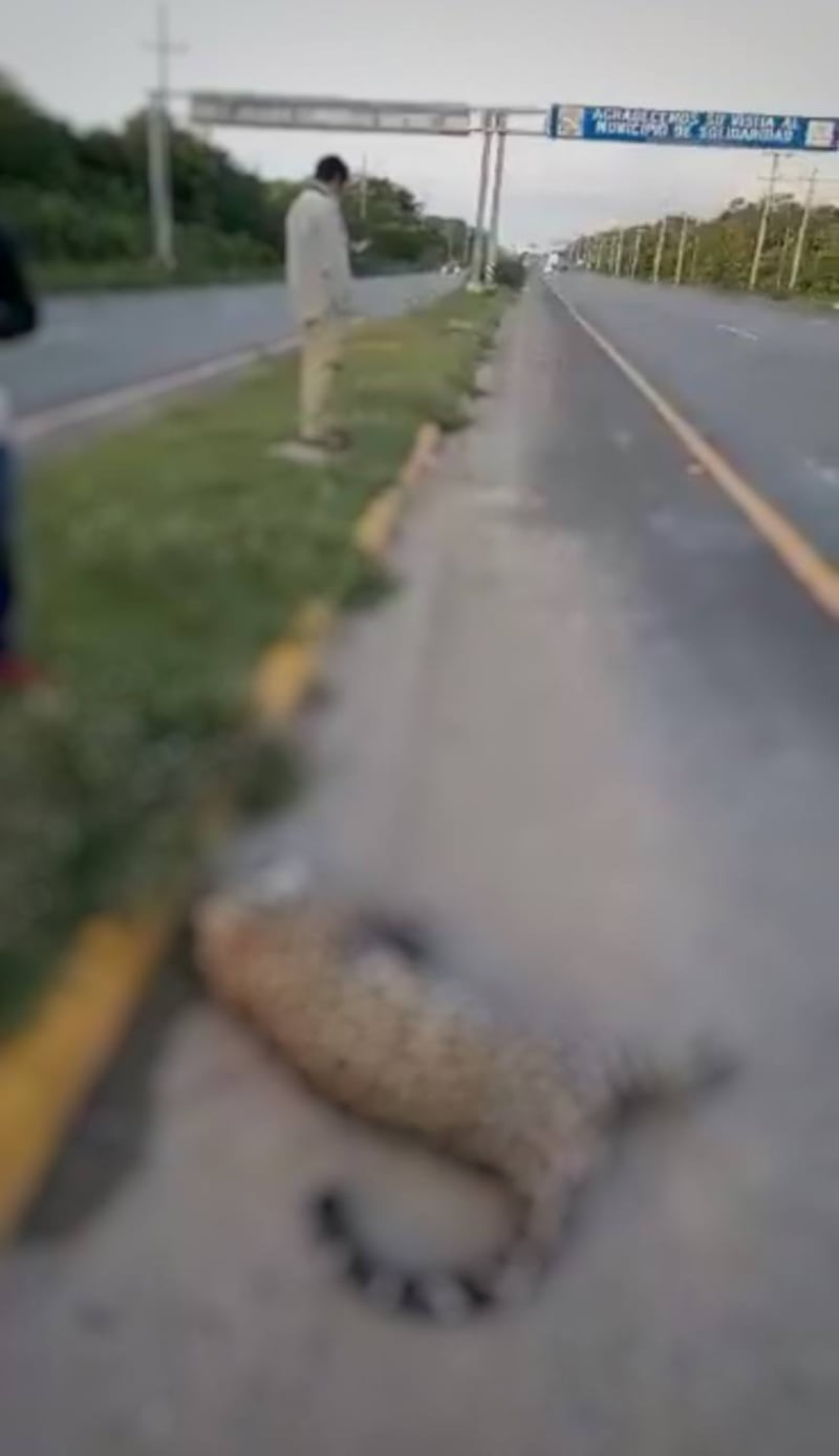 Atropellan a jaguar en Quintana Roo; sujetos intentaron llevárselo