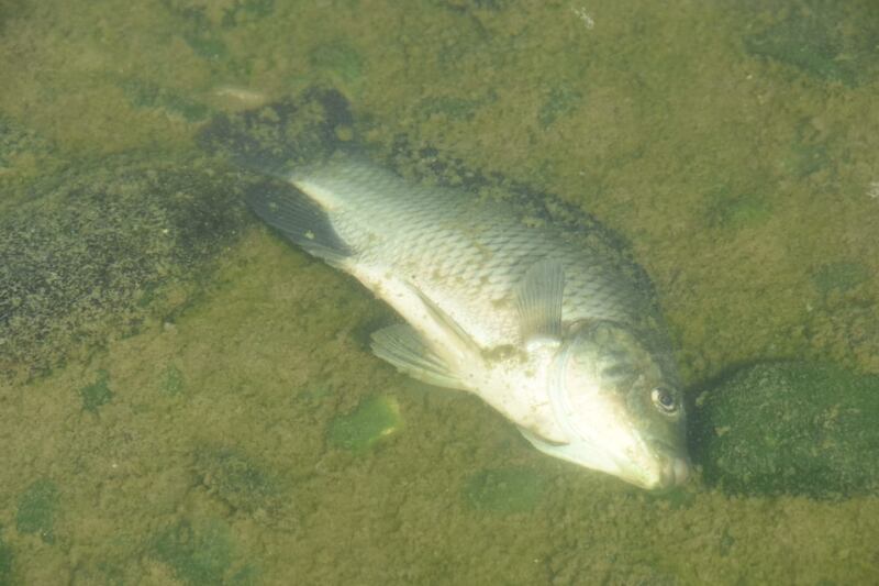 Antes, los peces eran fáciles de pescar y se podían consumir; hoy es difícil encontrarlos.