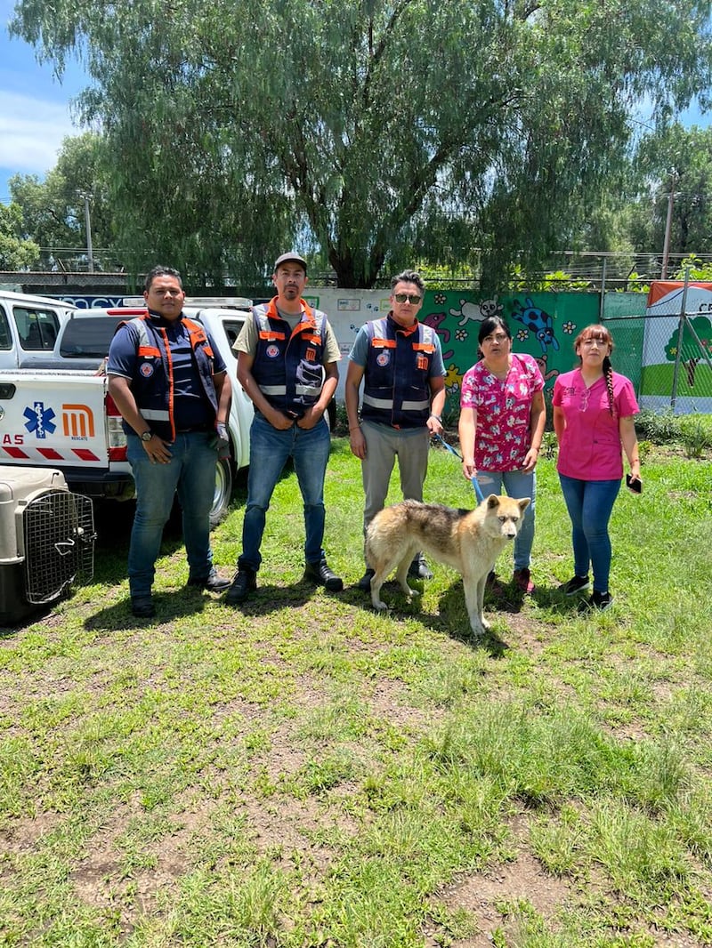 Rescatan a perro que cayó en registro de la estación Múzquiz