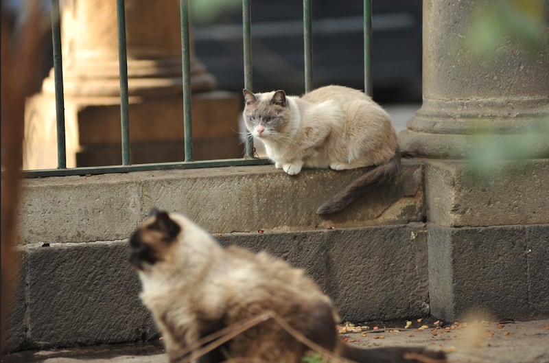 Gatos en el Museo Panteón