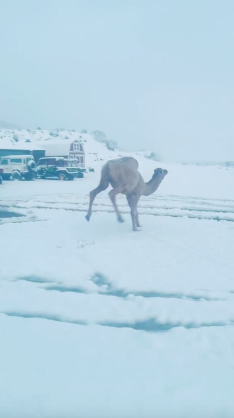 Pequeño dromedario brinca de emoción al conocer la nieve