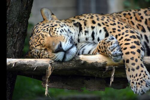 Mexico alista primer festival para celebrar la existencia del jaguar