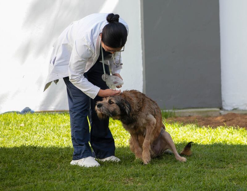 Perrita Barbitas se recupera de balazos que le dieron en Toluca